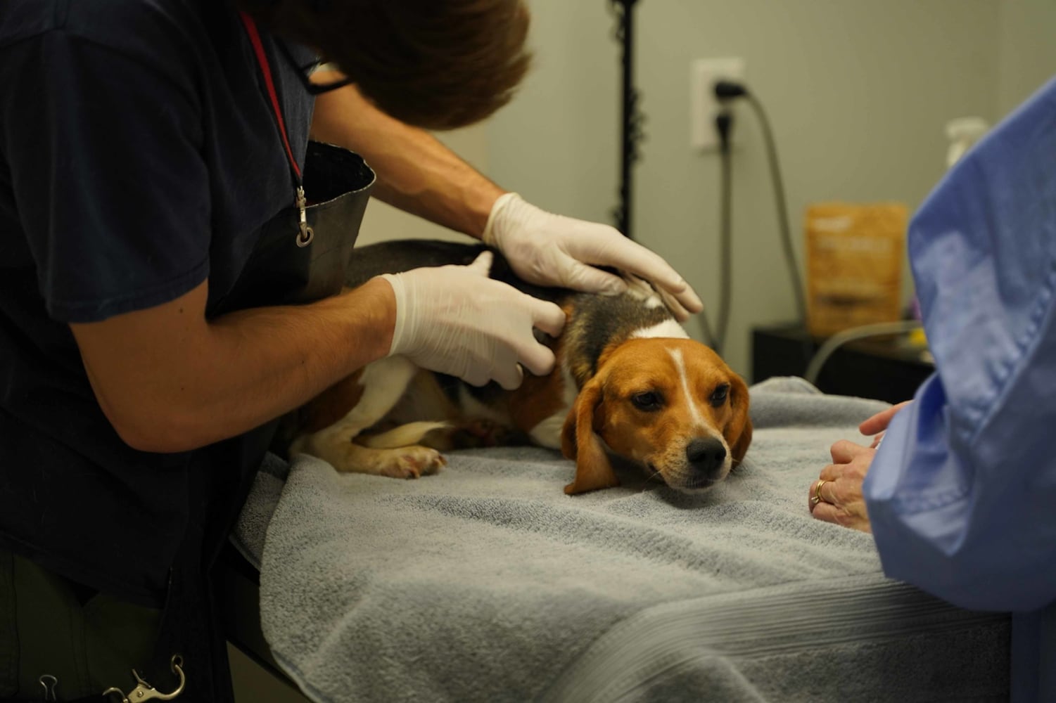 Beagles rescued