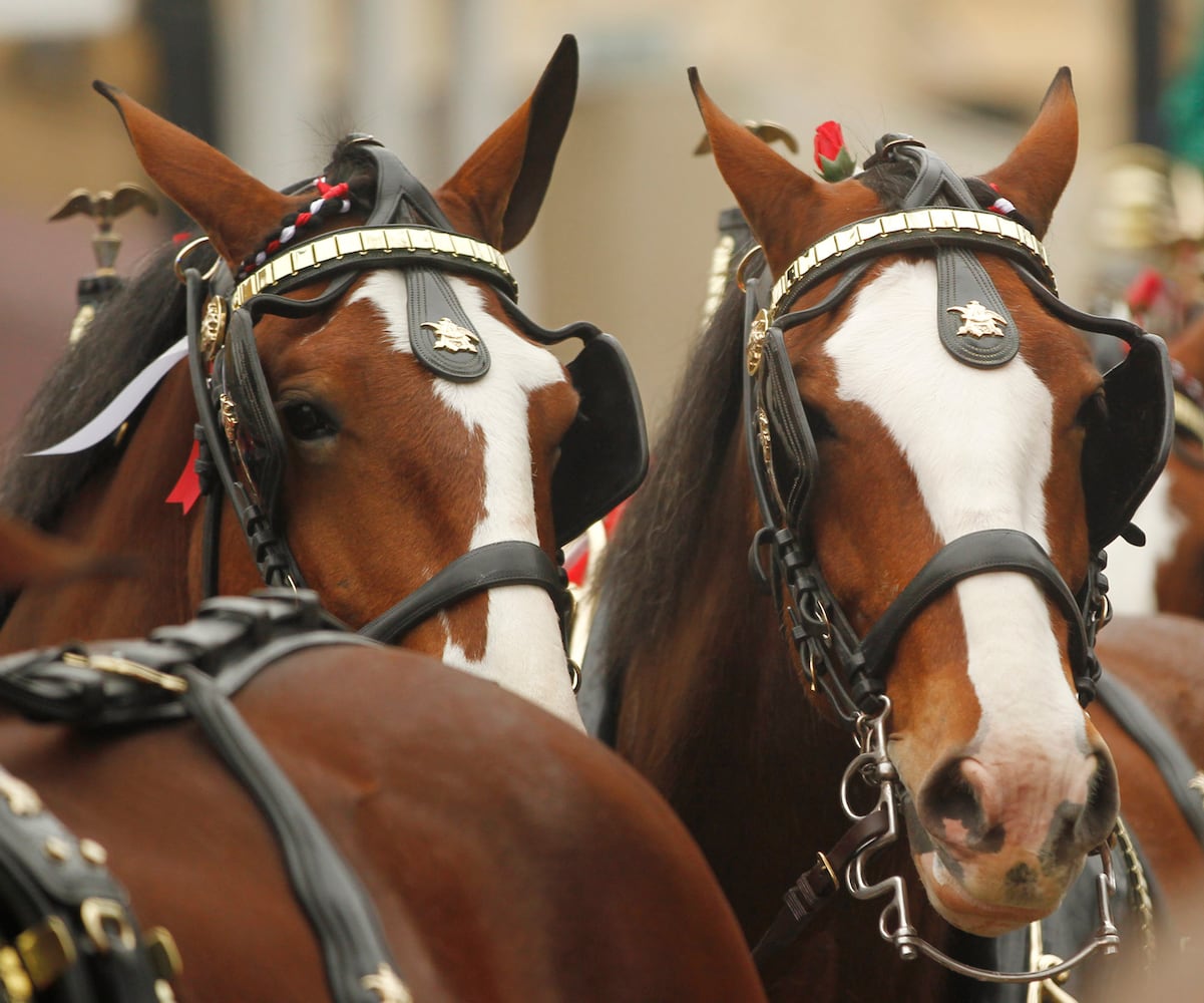 PHOTOS: The Budweiser Clydesdales are in Dayton