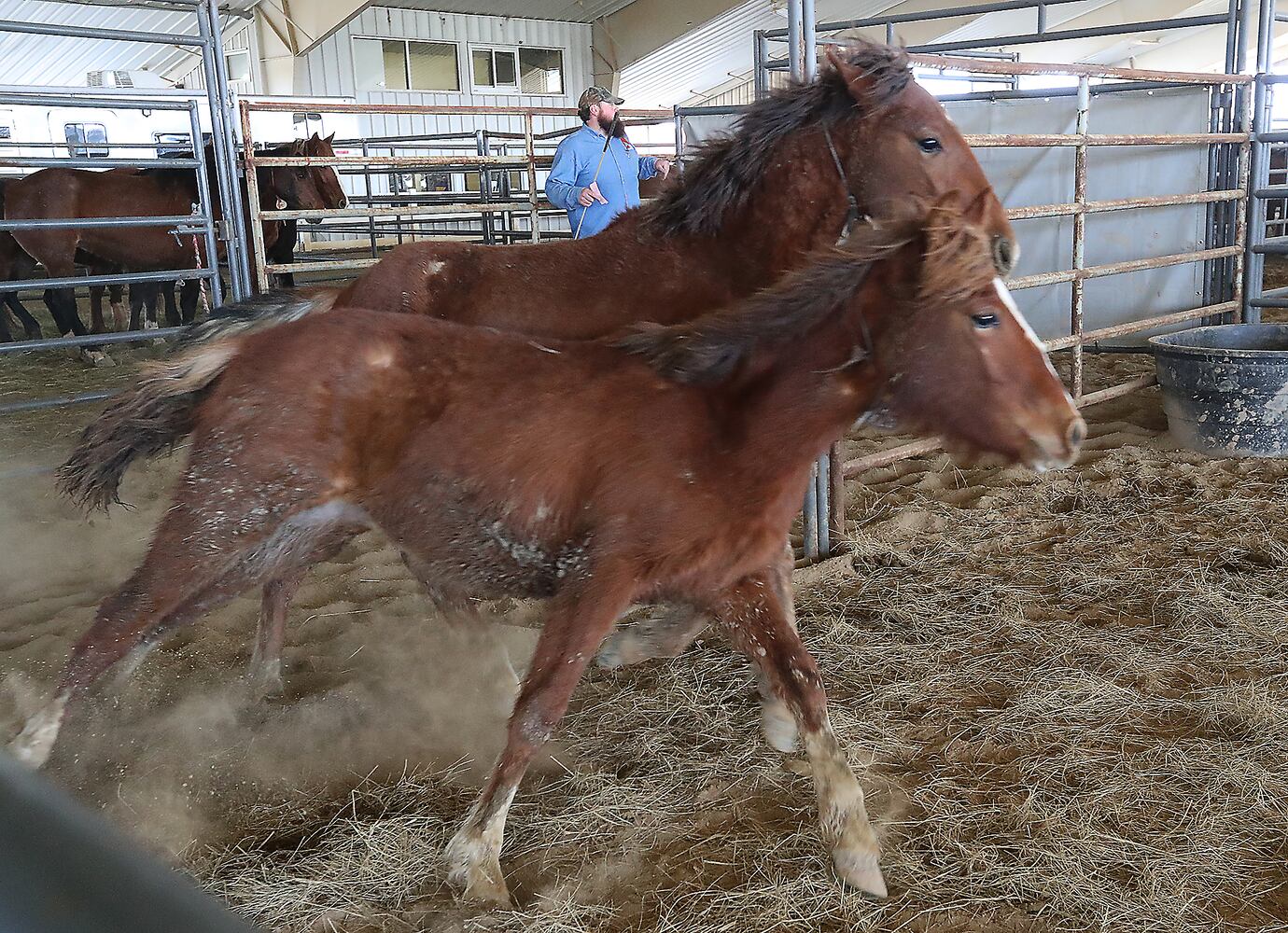 PHOTOS:  Wild Horse and Burro Adoption