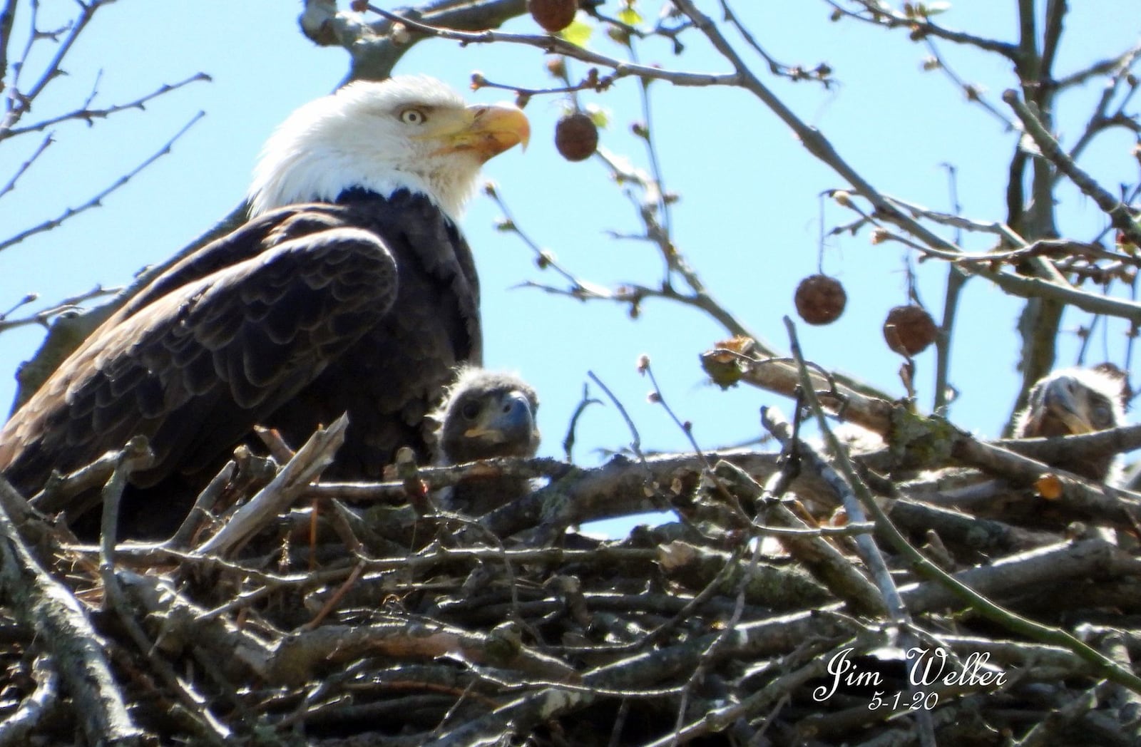 Willa, one of Carillon Historical Park’s bald eagles, looks over her young eaglets on May 1, 2020. JIM WELLER / CONTRIBUTED