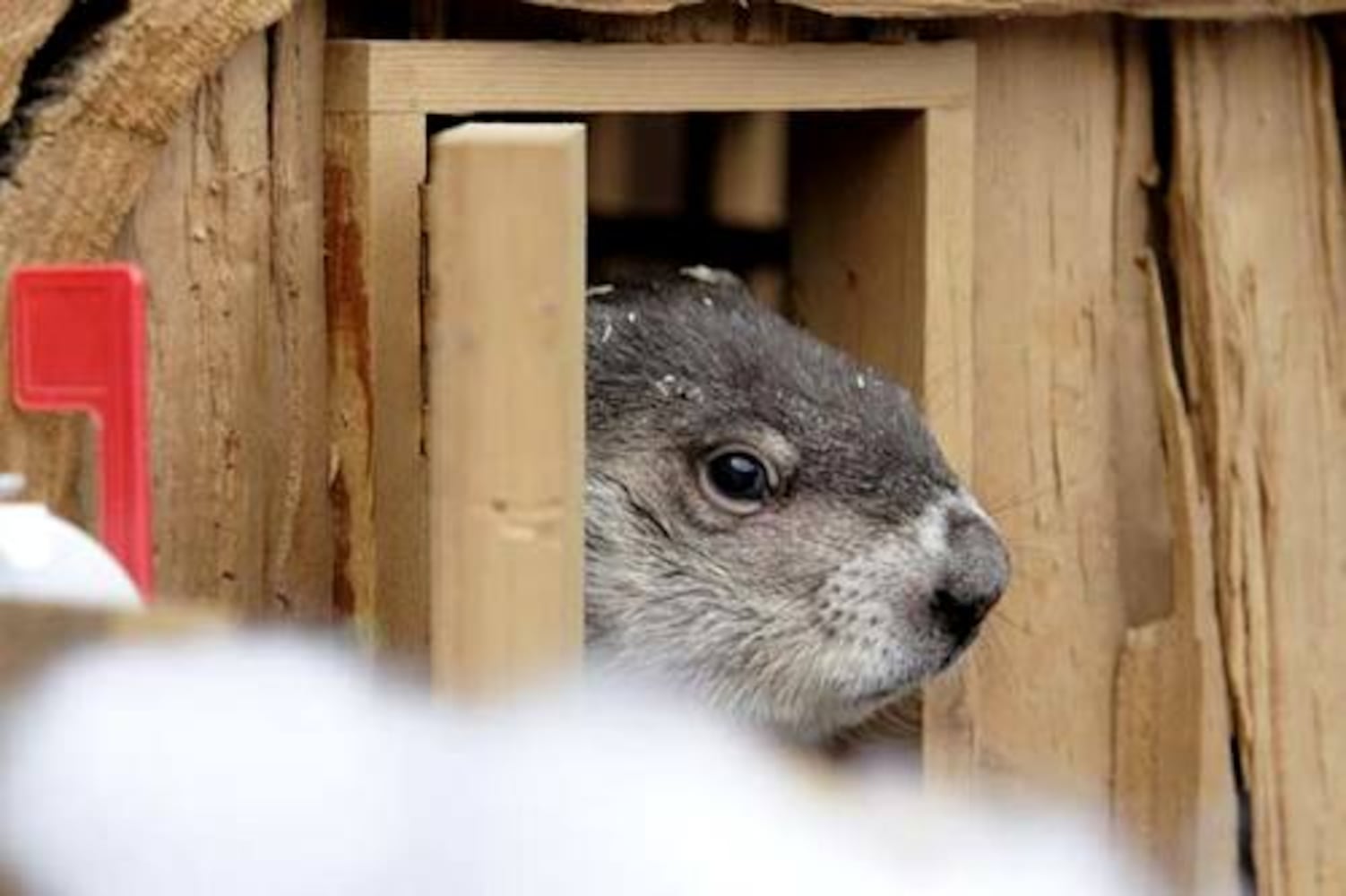 Groundhog predicts spring