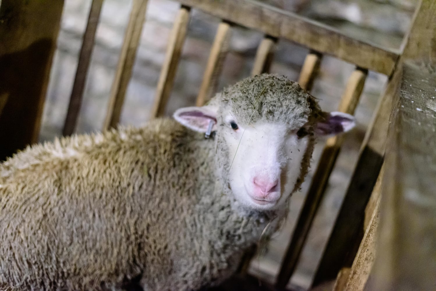 PHOTOS: Christmas on the Farm 2024 @ Carriage Hill MetroPark