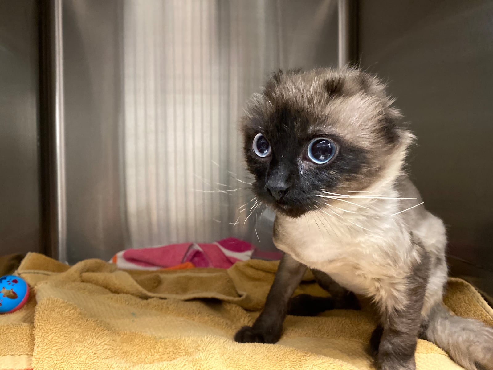 Joffrey, a kitten set on fire in Dayton in July 2024, has been adopted after approximately three months of receiving medical care. Photo courtesy the Humane Society of Greater Dayton.