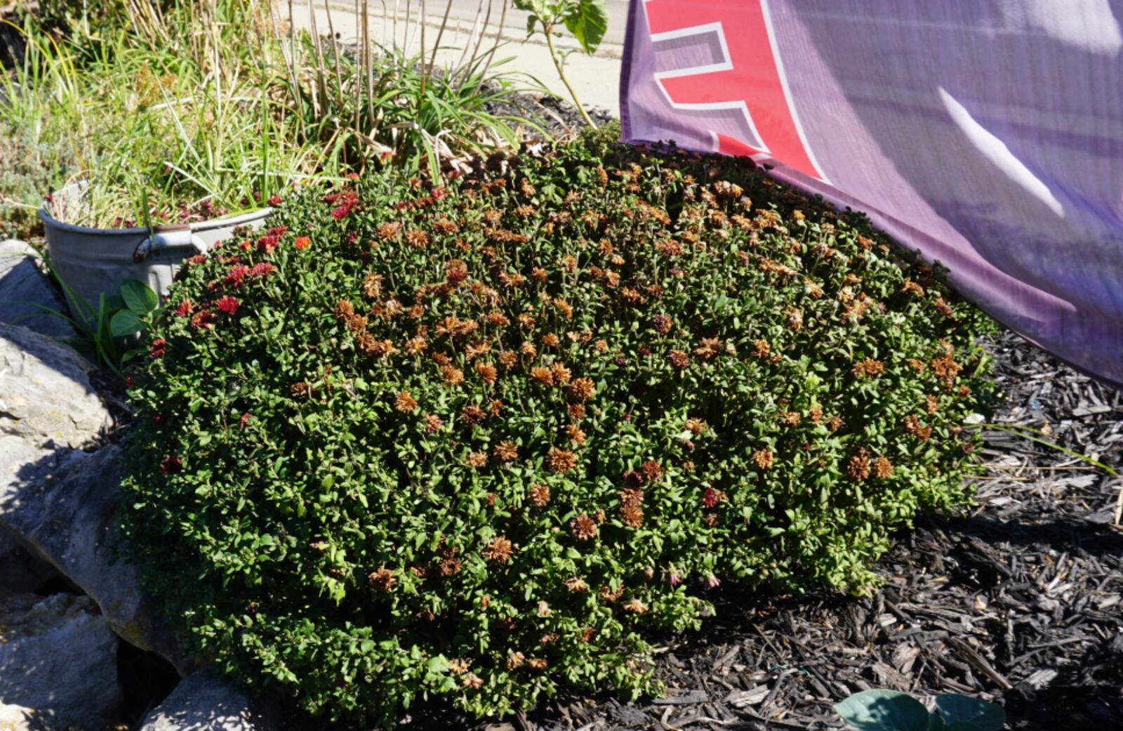 Fall-planted mums showing a lack of water; flowers are more susceptible to dying than foliage. CONTRIBUTED