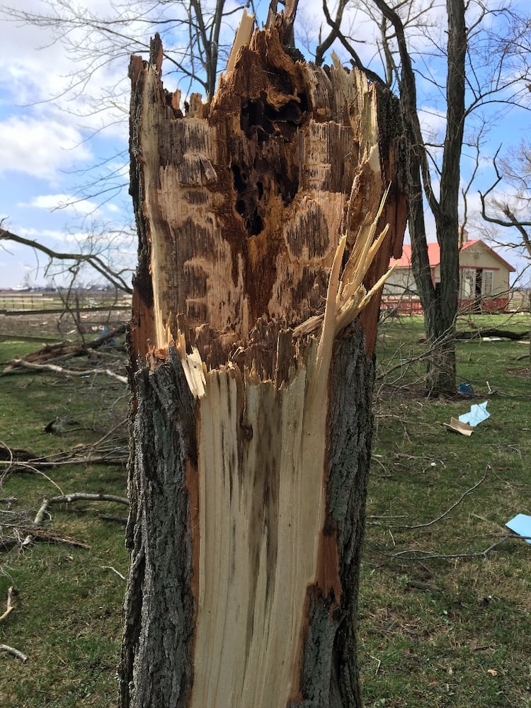 Arcanum Tornado Damage - Trees