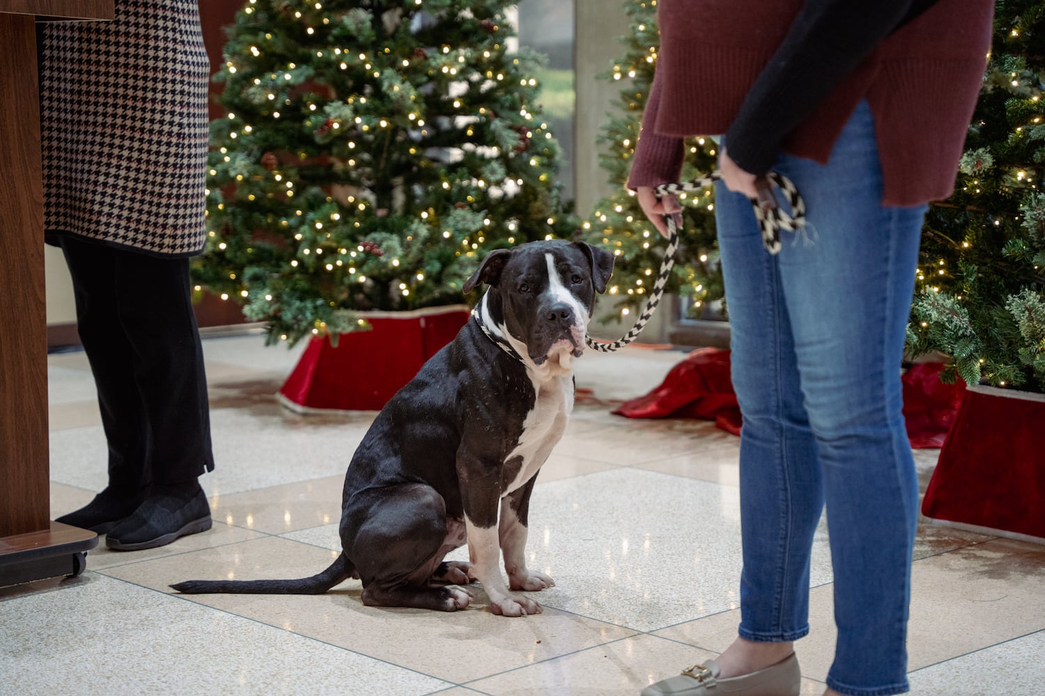 2025 Dog license sales kickoff event