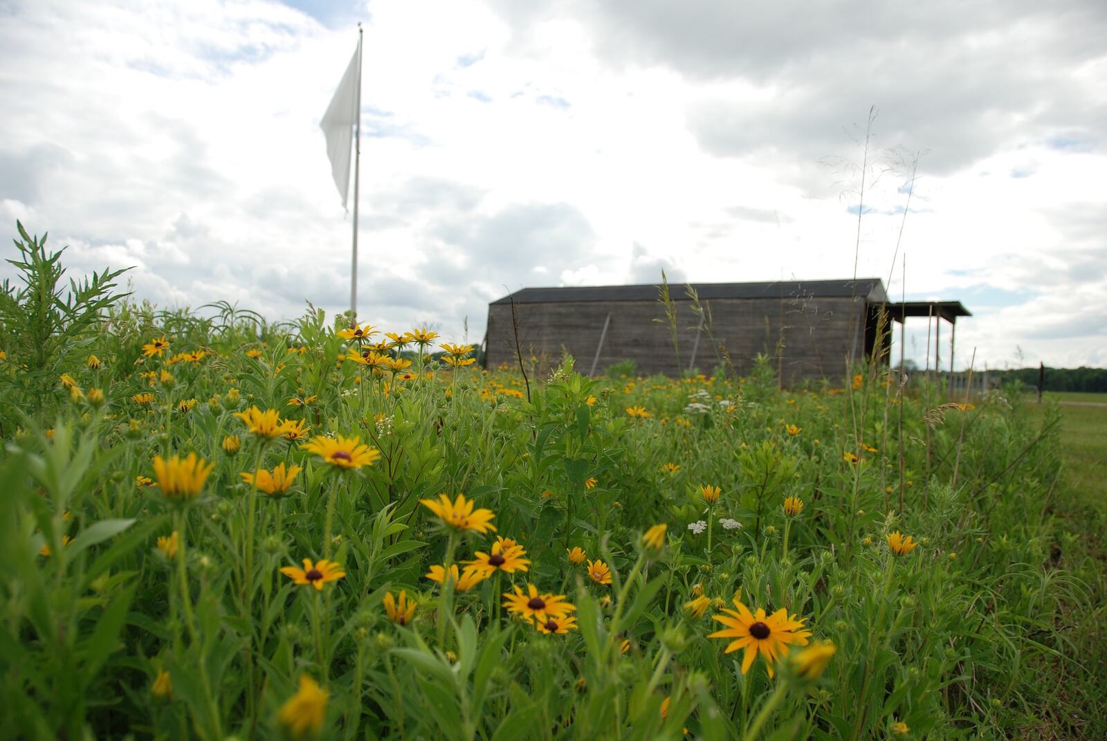 Huffman Prairie reaches peak bloom in late July and early August. Source: Photo courtesy of Lauren Lemons/ Five Rivers MetroParks.