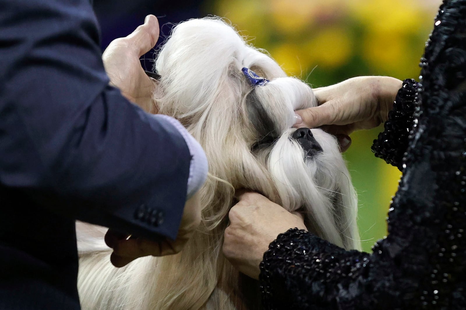 Comet, a Shih Tzu, winner of the Toy group, is judged during the 149th Westminster Kennel Club Dog show, Monday, Feb. 10, 2025, in New York. (AP Photo/Heather Khalifa)