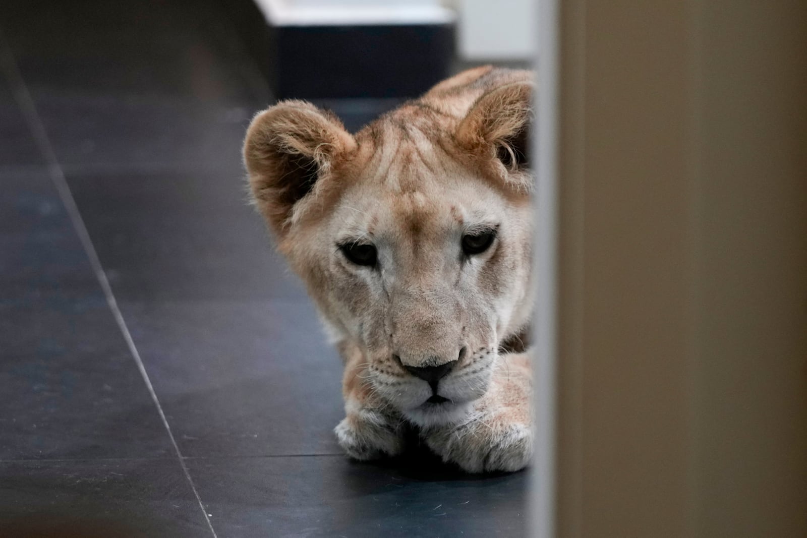 Sara the lion cub plays in an apartment where she was sheltered by the rescue group Animals Lebanon in Beirut, Lebanon, Monday, Nov. 11, 2024. (AP Photo/Hassan Ammar)