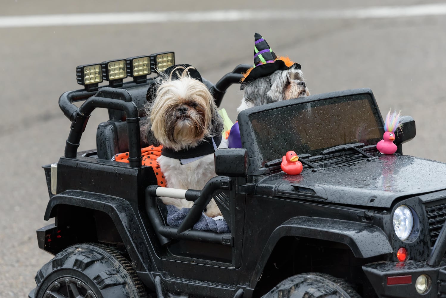 PHOTOS: 2024 Tipp City Mum Festival Parade