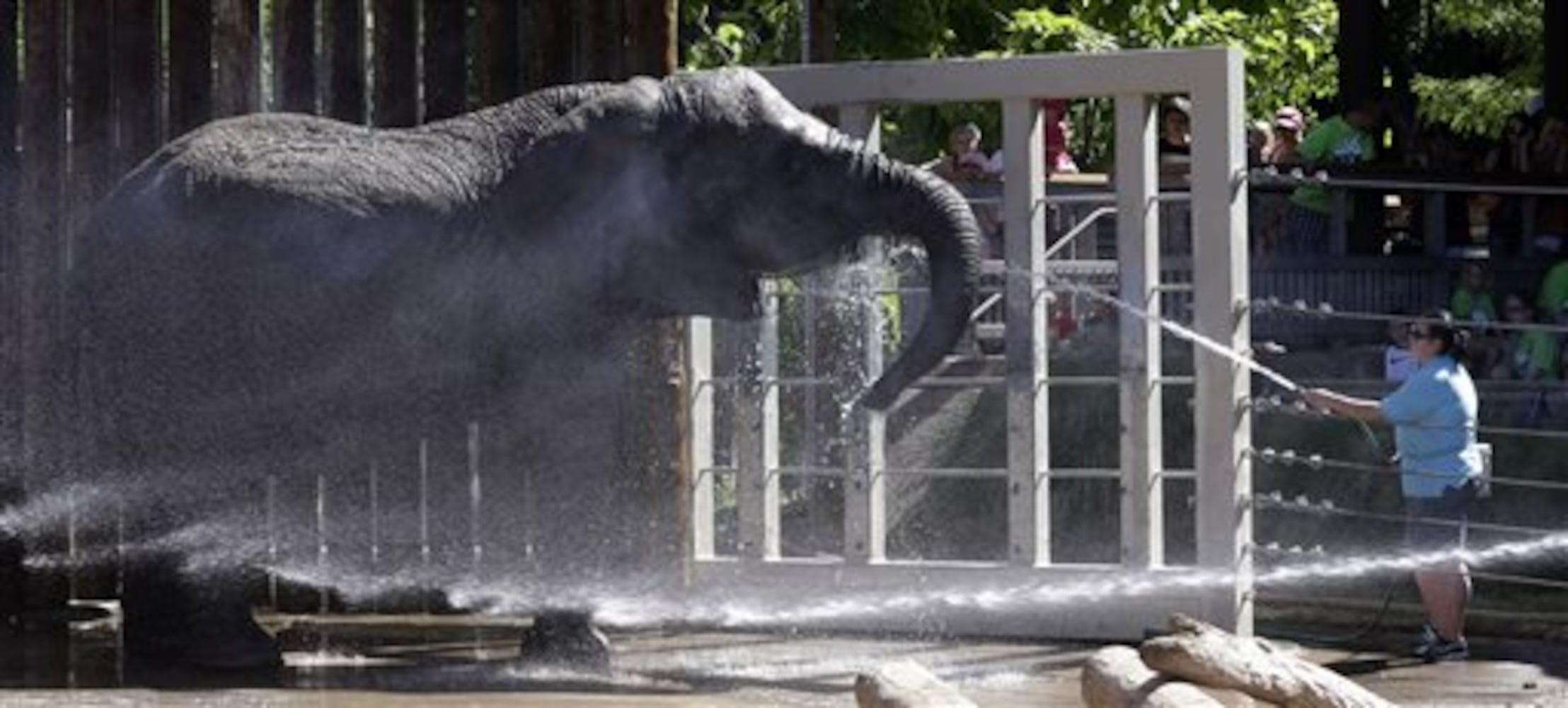 Beating the heat at the zoo