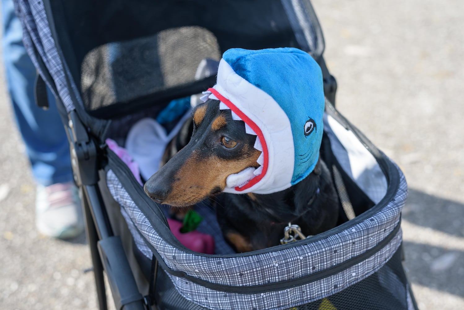 PHOTOS: Wag-O-Ween 2024 at Kettering Recreation Complex