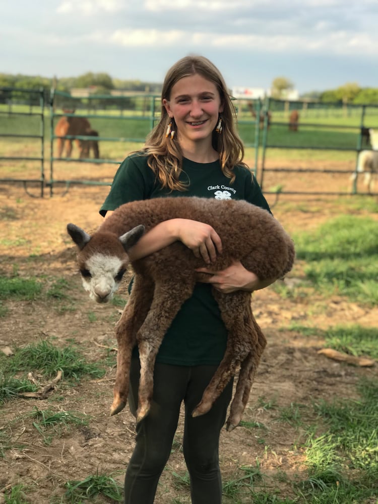 PHOTOS: Saturday is National Alpaca Day; look at these area cuties