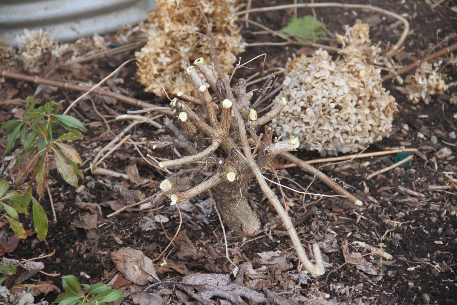 Rejuvenation pruning cuts on an older spring-blooming hydrangea.