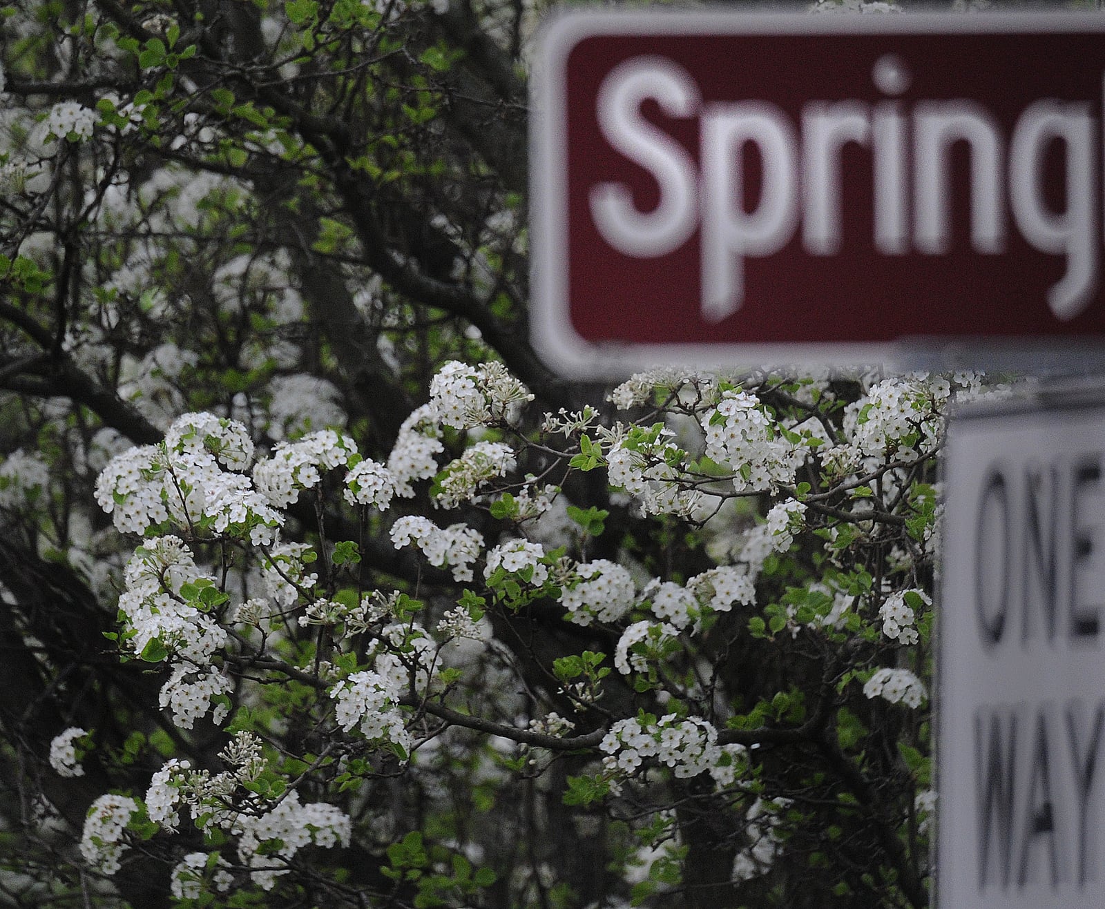 Spring allergy season can be difficult in the Dayton area. MARSHALL GORBY\STAFF