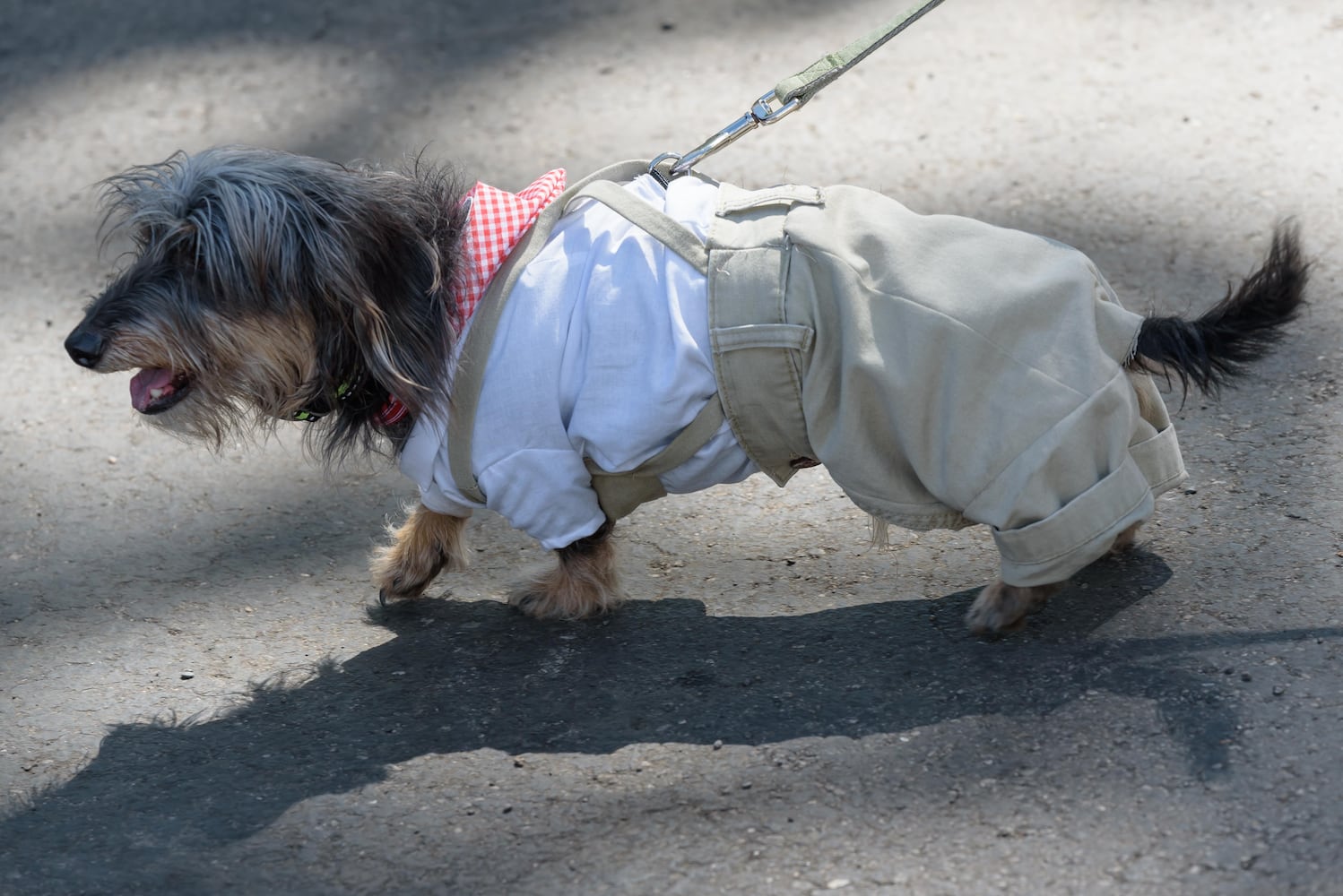 PHOTOS: 2024 Oktoberfest Springboro