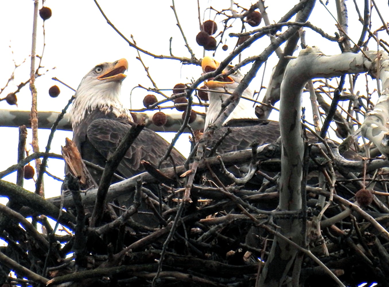 Carillon Park bald eagles