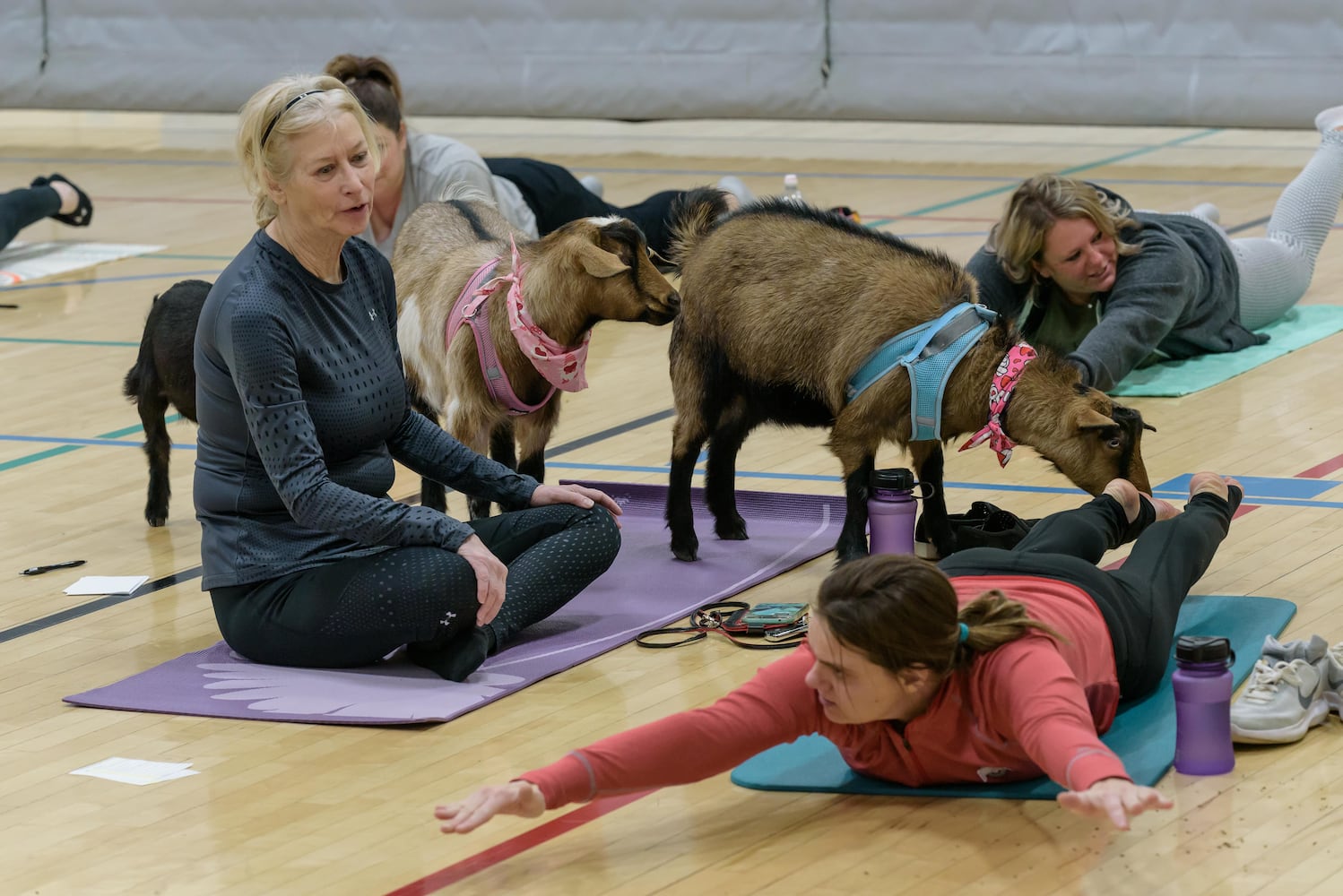 PHOTOS: Sweetheart Goat Yoga at Vandalia Recreation Center