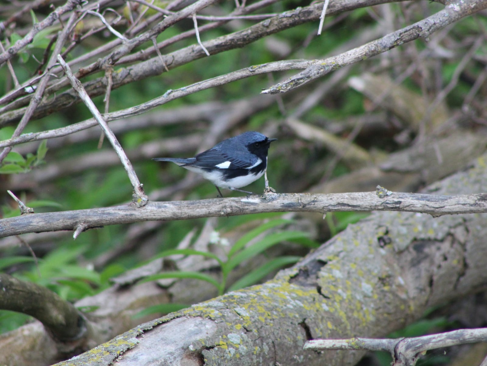 A black-throated blue warbler spotted by Josh Fries. CONTRIBUTED