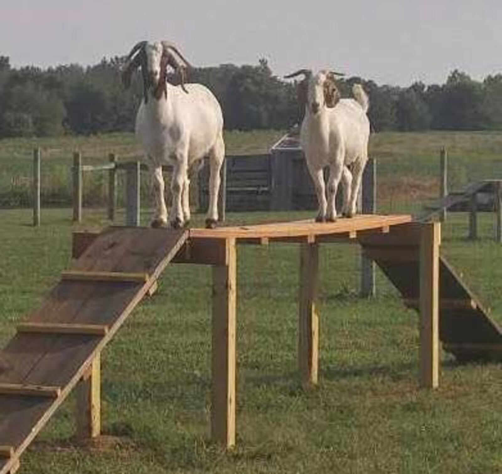 Some of the animal friends you might encounter at Apple Country Farm Market in Spring Valley. CONTRIBUTED