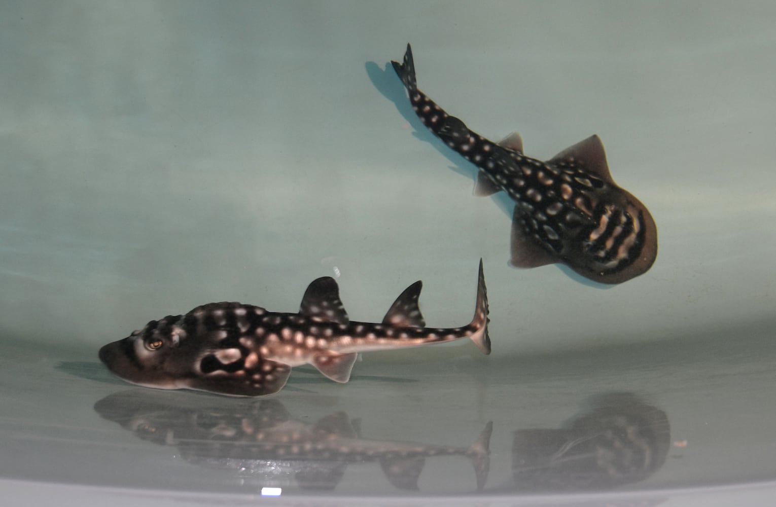 Shark ray pups