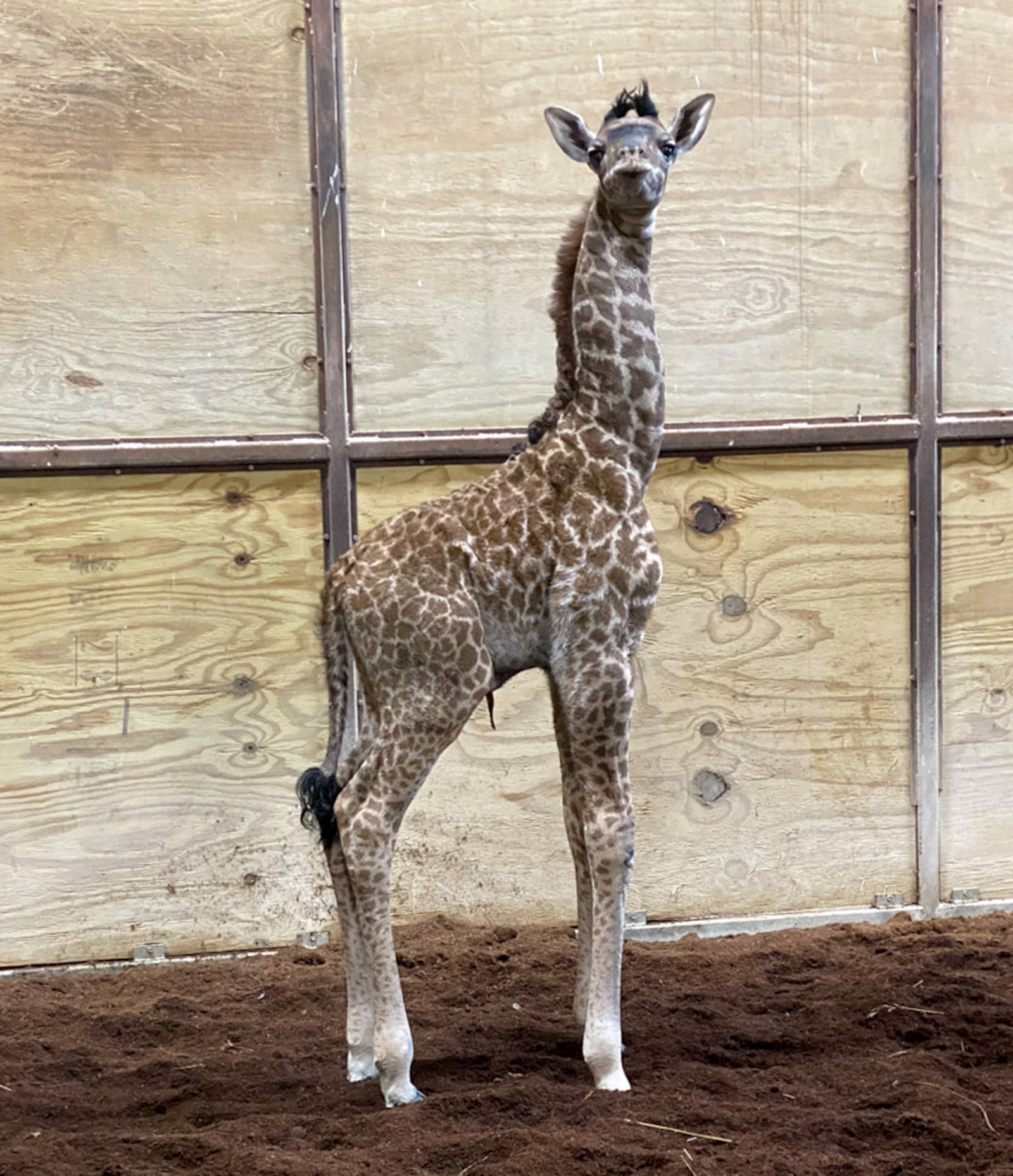 A male Masai giraffe calf was born at The Wilds Sept. 8. THE WILDS / CONTRIBUTED PHOTO