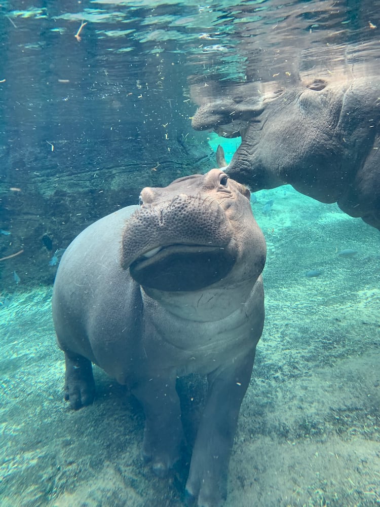 Happy birthday Fiona! Celebrate the famous hippo and help injured animals in Australia