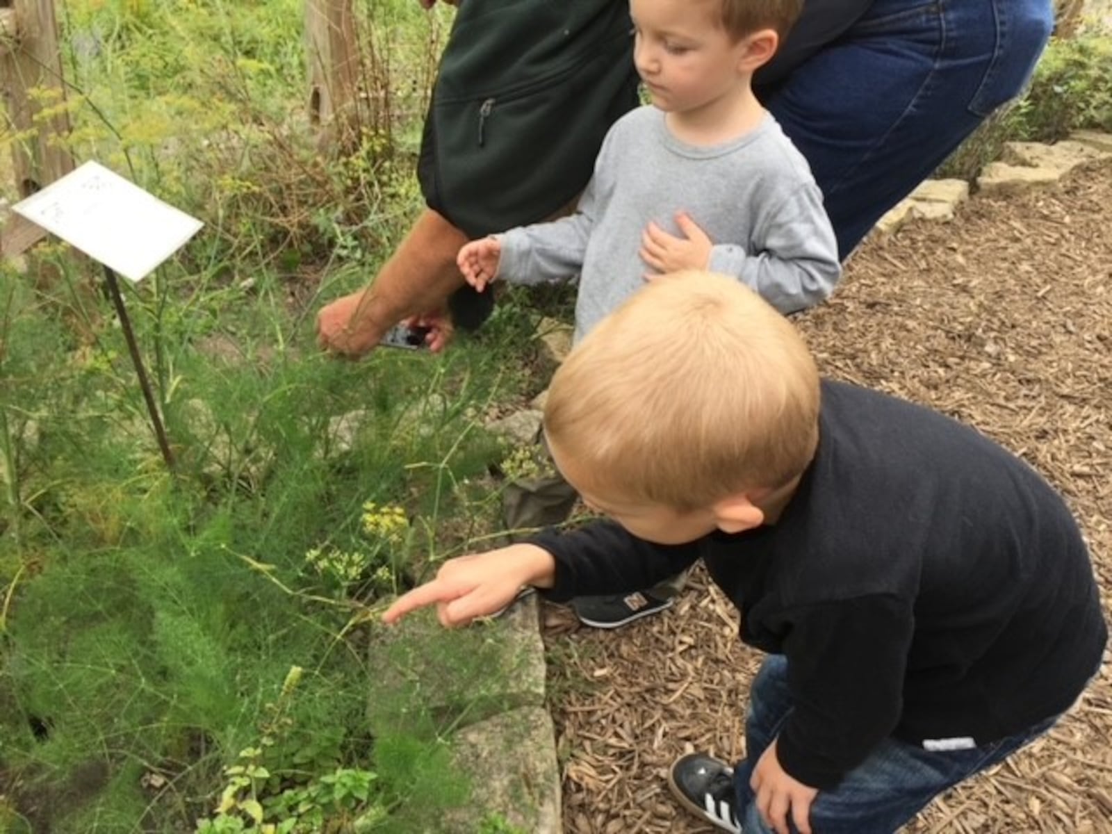 Volunteer Louise Thompson’s grandsons, Liam and Gabe, enjoy the Herb Garden. Gabe points to a caterpillar in the bush. CONTRIBUTED