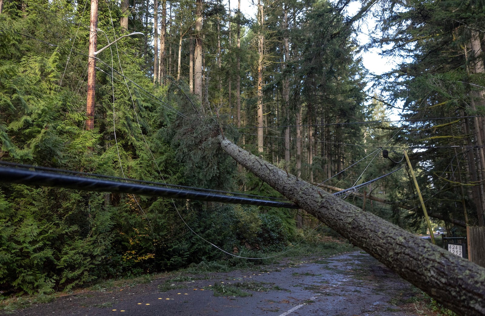 A a fallen tree pulls on a power line after severe weather hit in Bellevue, Wash. (Nick Wagner/The Seattle Times via AP)