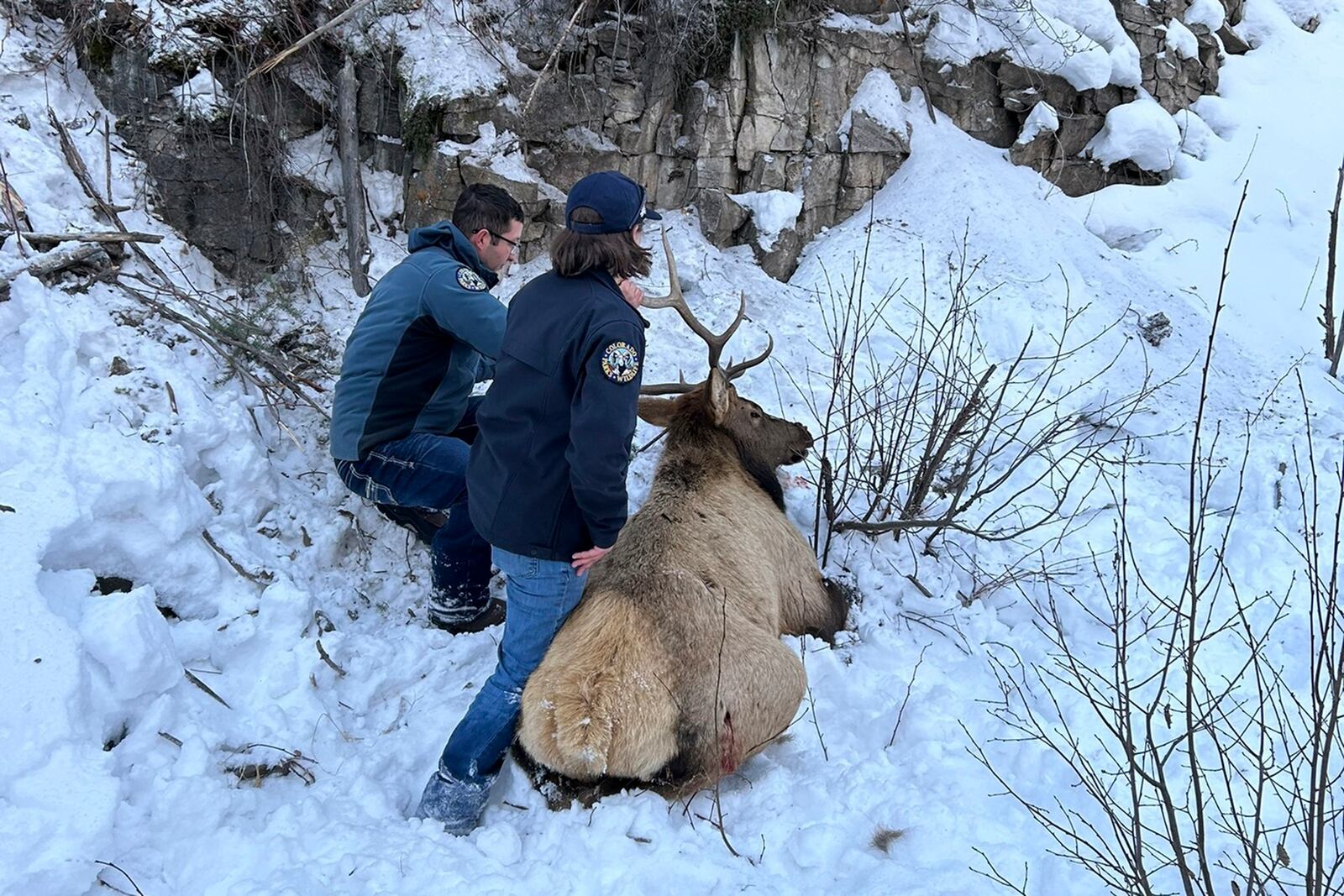 Wildlife officials and climbers rescue a bull elk after the animal became entangled in a rope at an ice climbing area in Lake City, southwestern Colorado, Friday, Jan. 3, 2025. (Colorado Parks and Wildlife via AP)