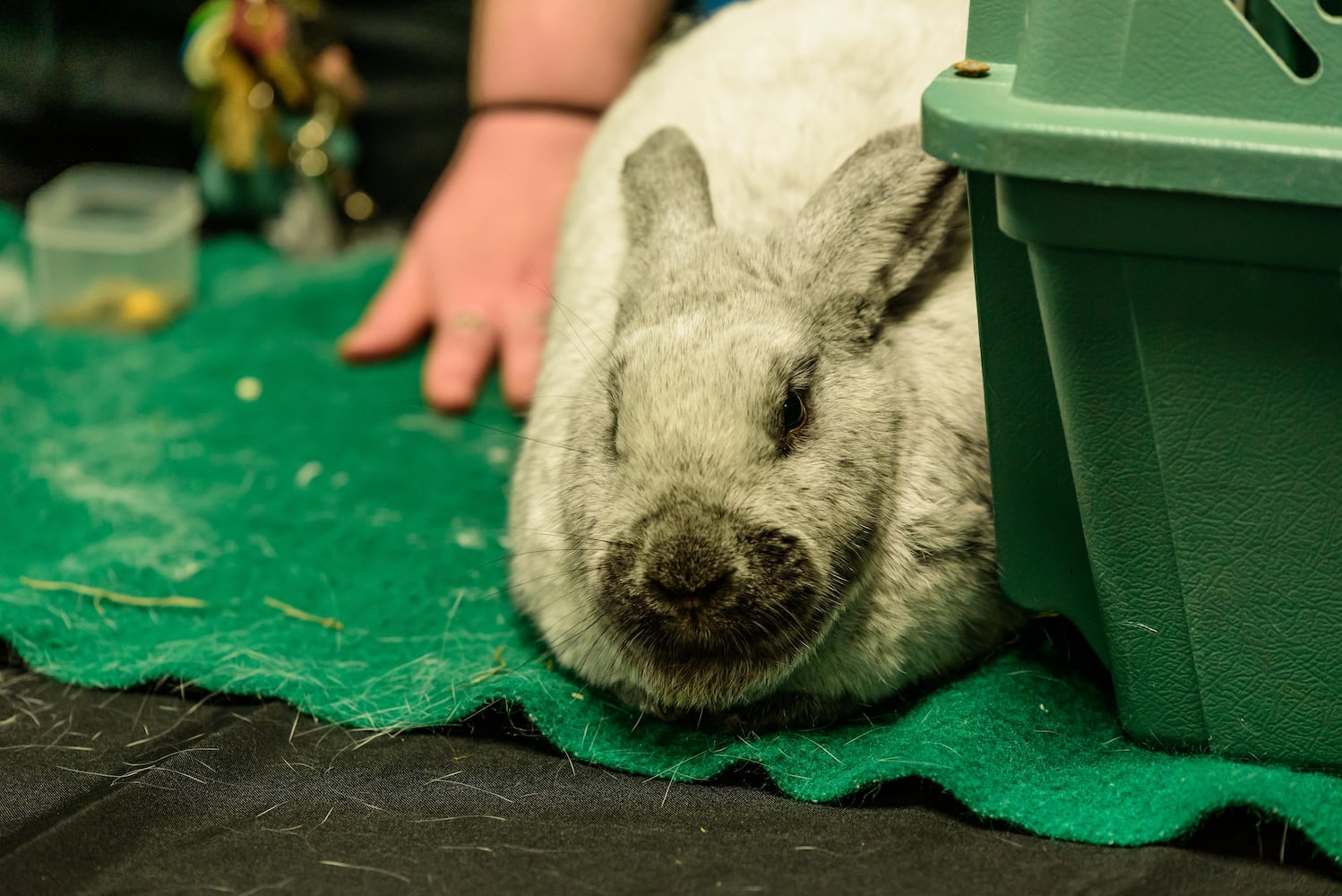 PHOTOS: Hedgehog Day 2025 at the Boonshoft Museum of Discovery