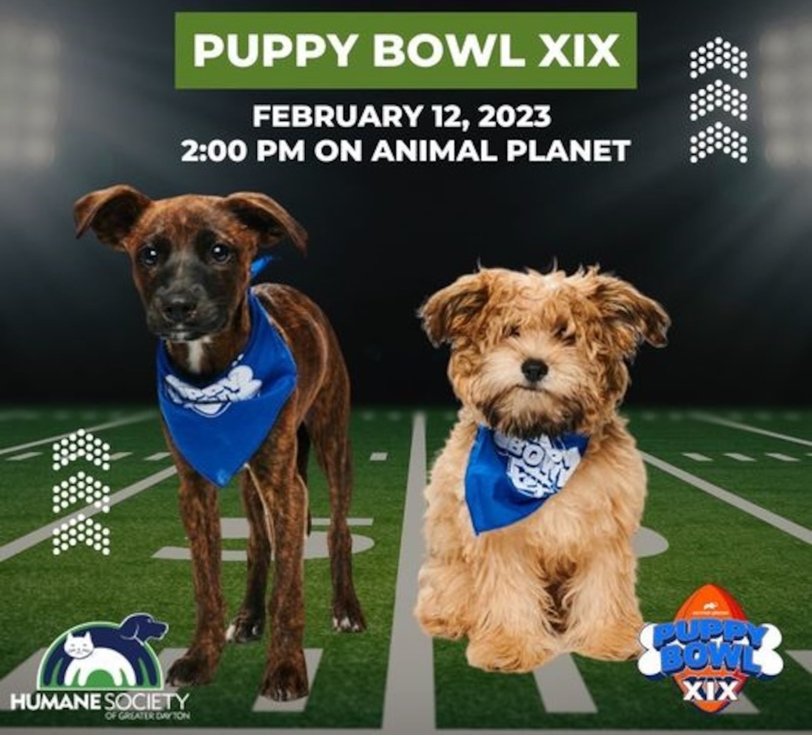 Nugget, left, and Juniper of the Humane Society of Greater Dayton will play for Team Fluff for Animal Planet's Puppy Bowl XIX, which will air at 2 p.m. Feb. 12. CONTRIBUTED