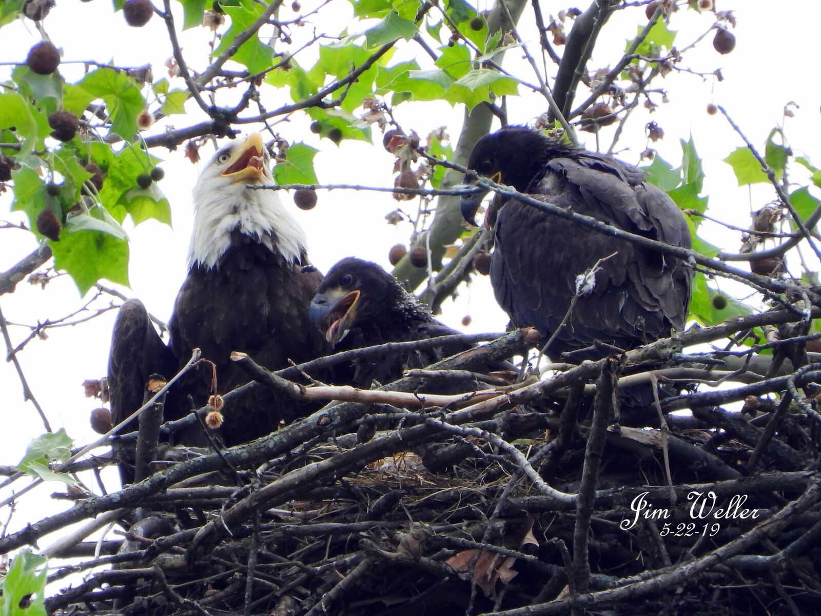 The eagles in their nest at Carillon Historical Park on May 22, 2019, courtesy of Carillon Historical Park. (JIM WELLER/CONTRIBUTED)