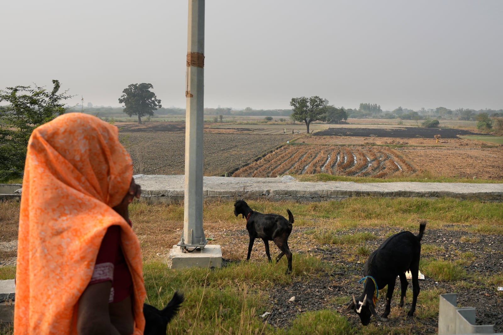 A woman tends to her goats as farmers burn crop residue after harvest near Bundelkhand expressway some 330 kilometers (206 miles) from New Delhi, India, Sunday, Nov. 17, 2024. (AP Photo/Manish Swarup)