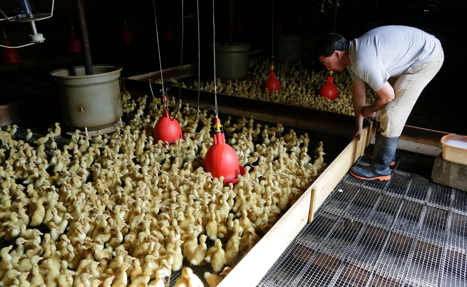 FILE - Pierce Corwin, son of Crescent Duck Farm owner Doug Corwin, coaxes hundreds of two-day-old ducklings inside a barn on the farm, in Aquebogue, N.Y., Oct. 29, 2014. (AP Photo/Julie Jacobson, File)