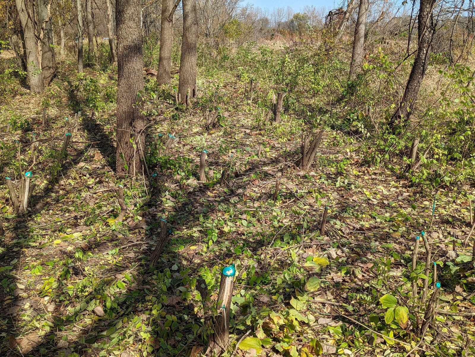 Removal of invasive species like honeysuckle will allow native plants to thrive. CONTRIBUTED