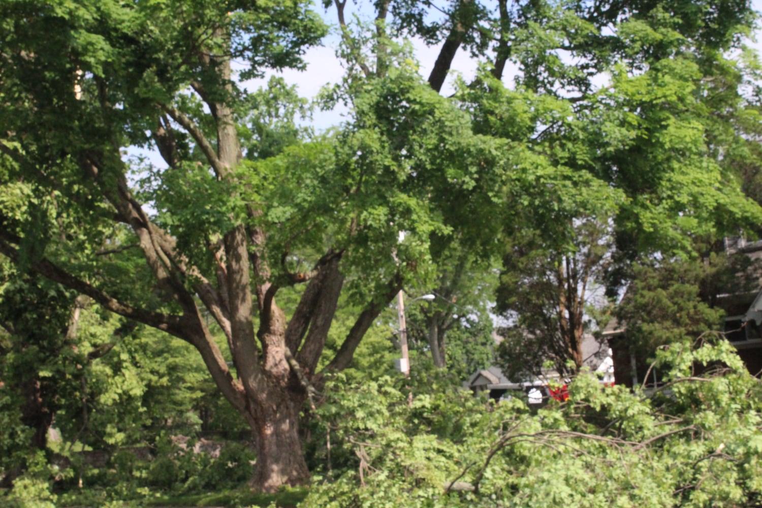 PHOTOS: Daylight reveals widespread damage from Monday storms