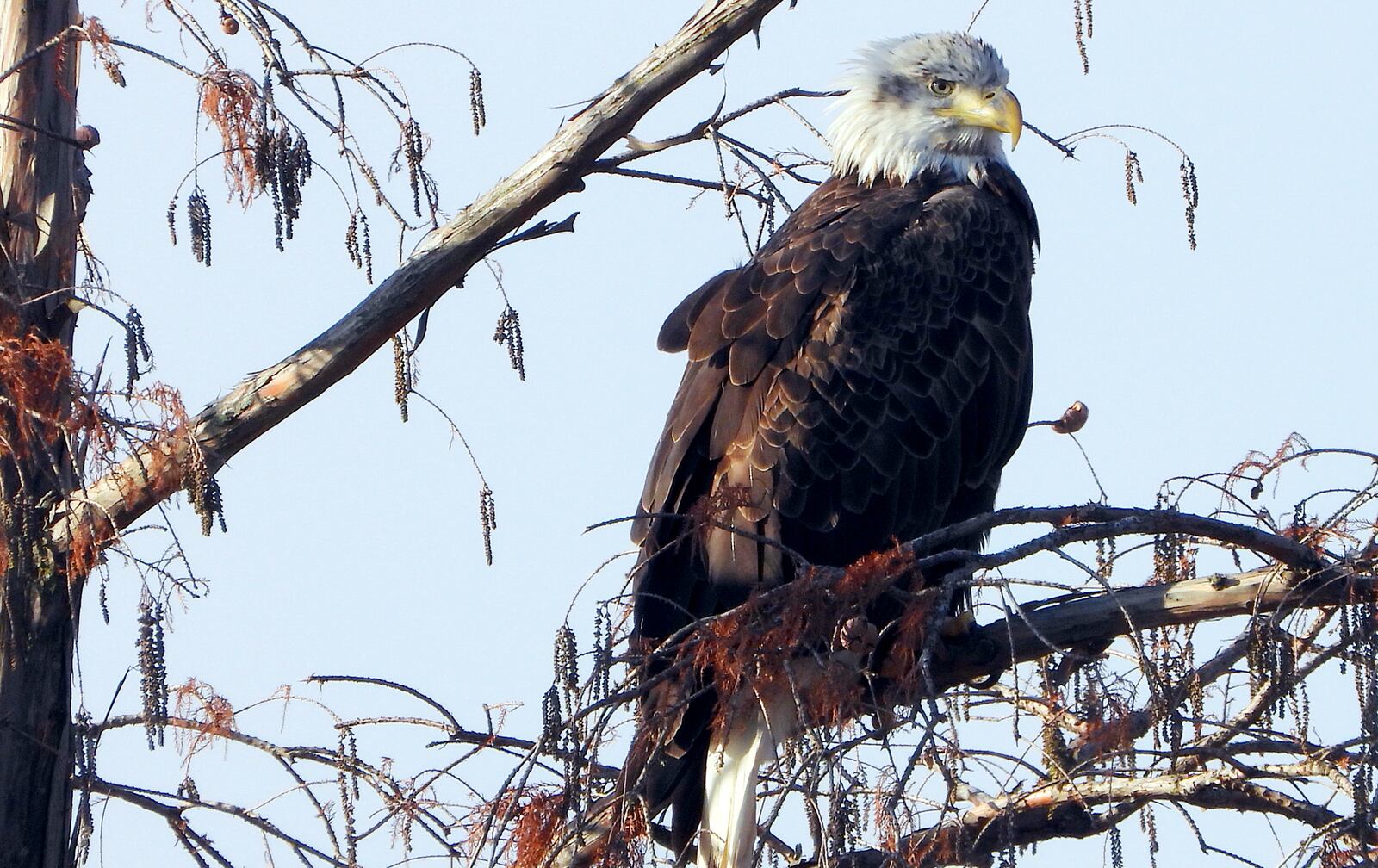 A nomadic four-year-old bald eagle perches in the trees at Wegerzen Gardens MetroPark. The broken tree branches and open spaces between the Stillwater River and Jay Lake within the park are attractive to eagles who navigate in with six to seven-foot wide wing spans. JIM WELLER / CONTRIBUTED PHOTO