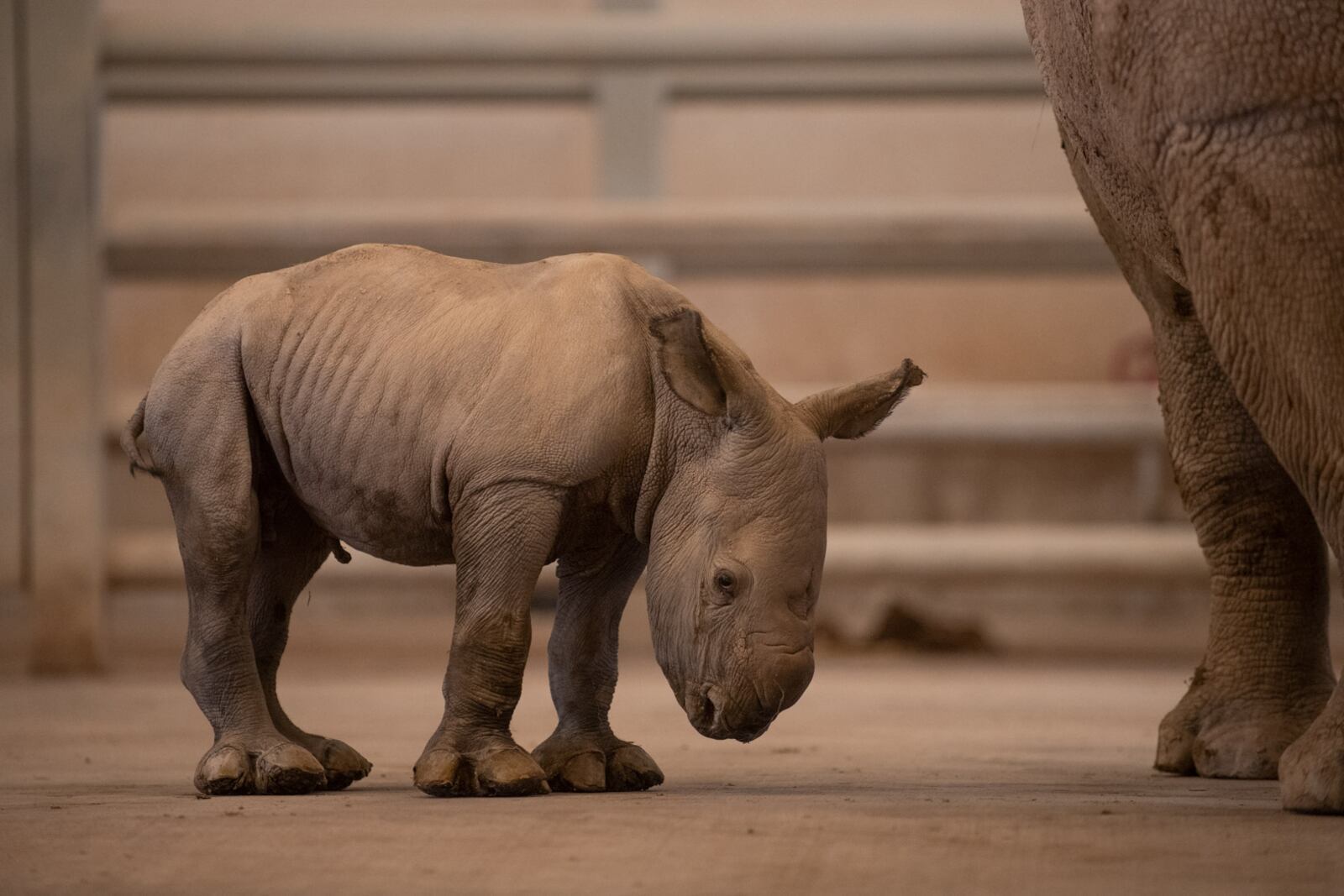 The Wilds, a non-profit safari park and conservation center in Cumberland, Ohio, east of Columbus, announced the birth of a third rhinoceros calf this season. The male rhino calf was born overnight on The Wilds’ pasture on Oct. 25 to mother, Agnes.