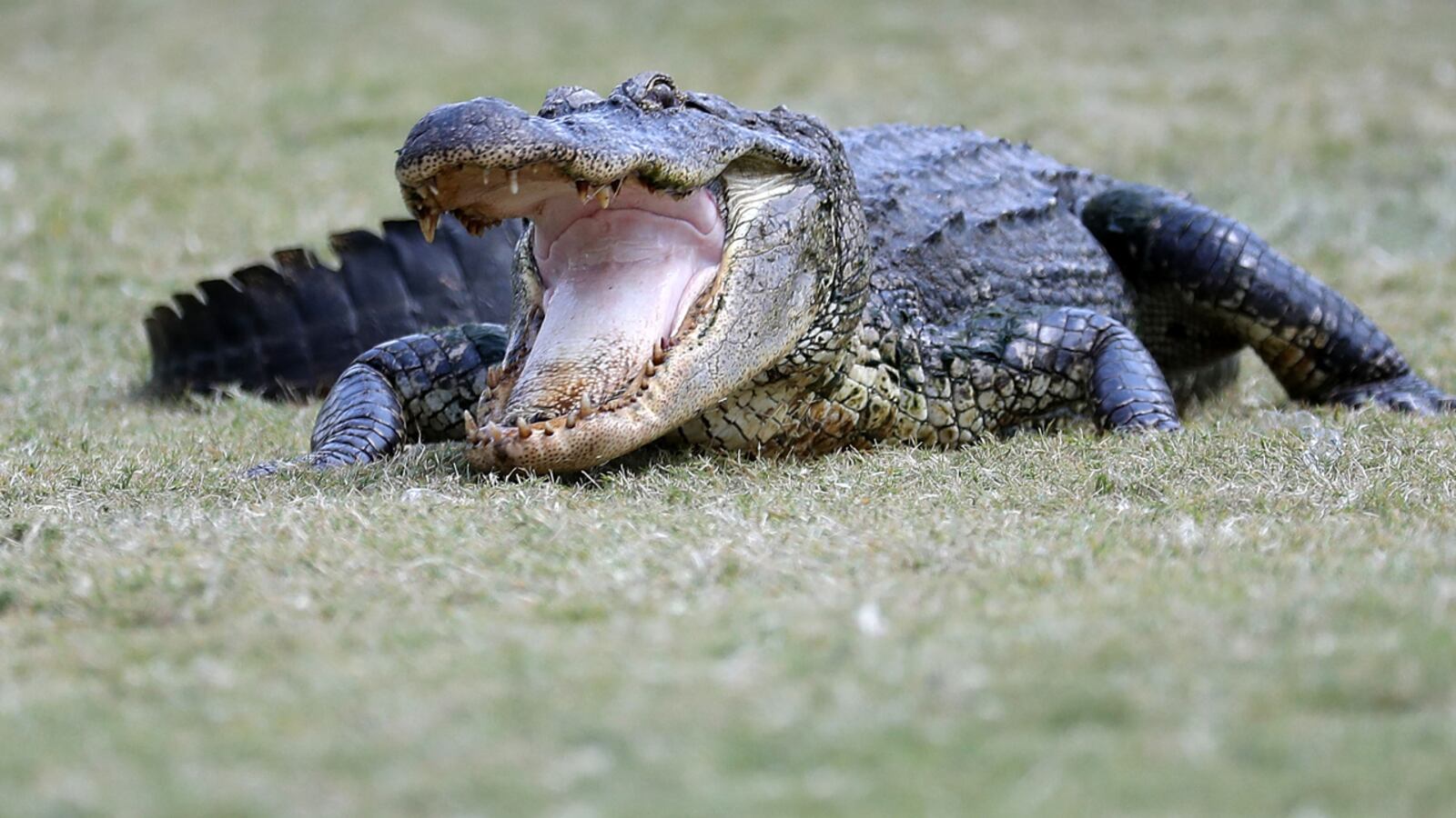 FILE PHOTO: Drivers in South Carolina were surprised by an 11-foot gator walking along a highway.