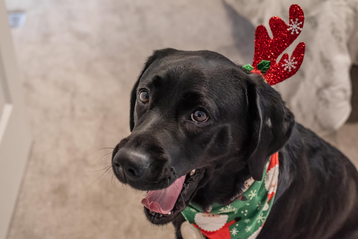 PHOTOS: A Dickens of a Christmas St. Anne’s Hill Holiday Home Tour