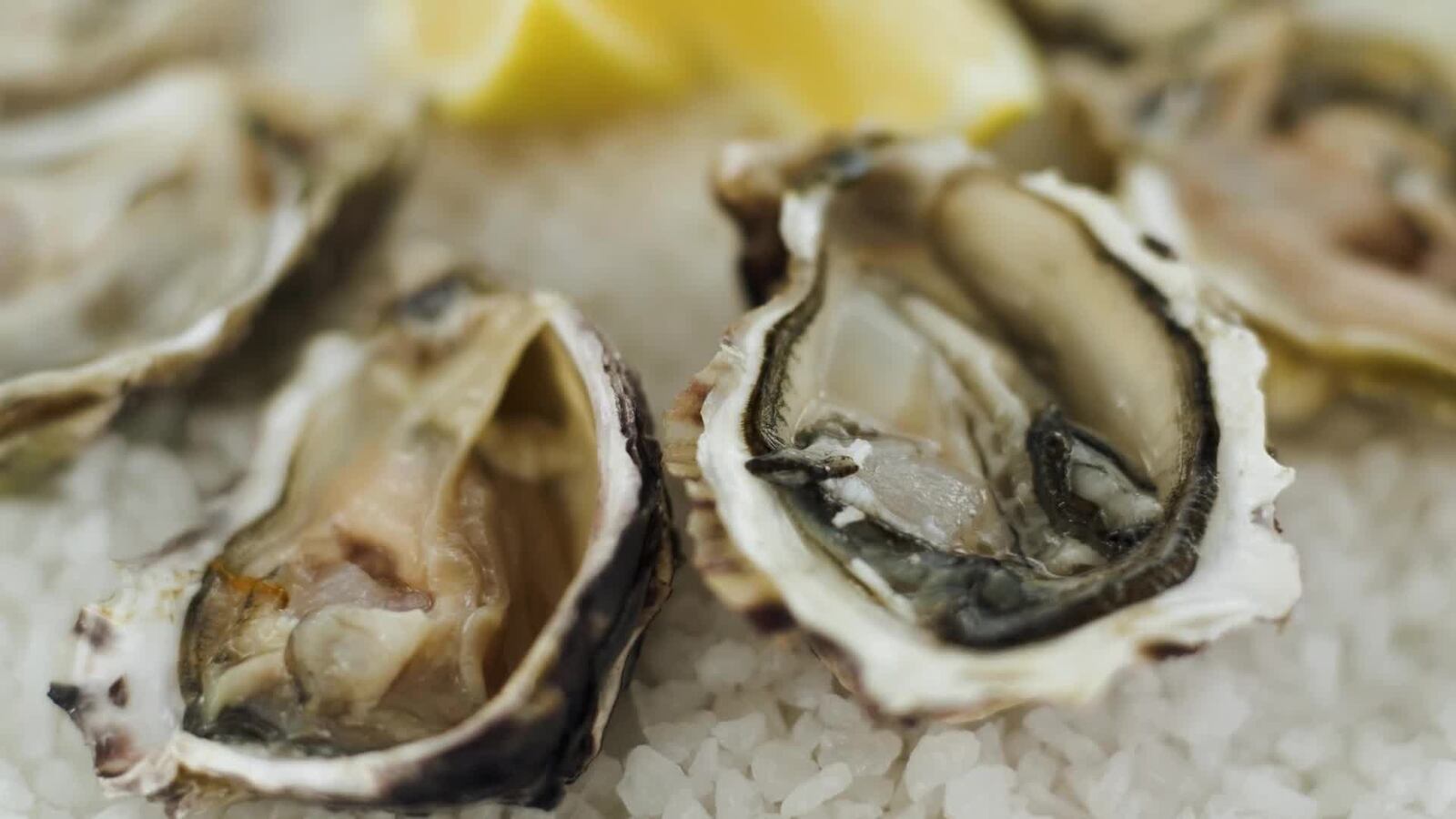 Oyster Fest Returns To Lily's Bistro for Third Year