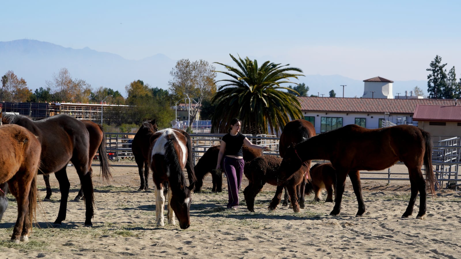 Horses are held in a pen at Pierce College, a wildfire evacuation center for animals, in the Woodland Hills section of Los Angeles, Thursday, Jan. 9, 2025. (AP Photo/Richard Vogel)