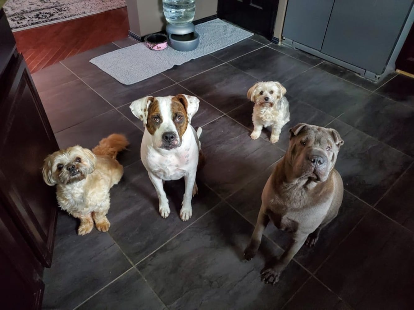 PHOTOS: It’s National Dog Day! Here are some puppy smiles for you