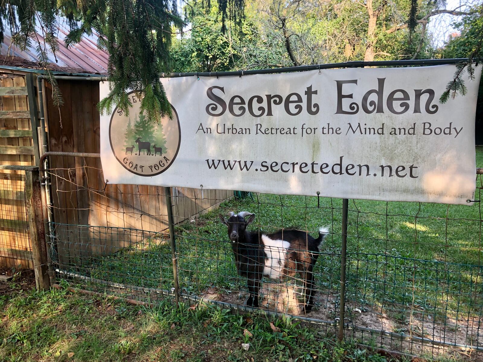 Seventeen goats live at Secret Eden, an urban retreat. CONTRIBUTED/DEBBIE JUNIEWICZ