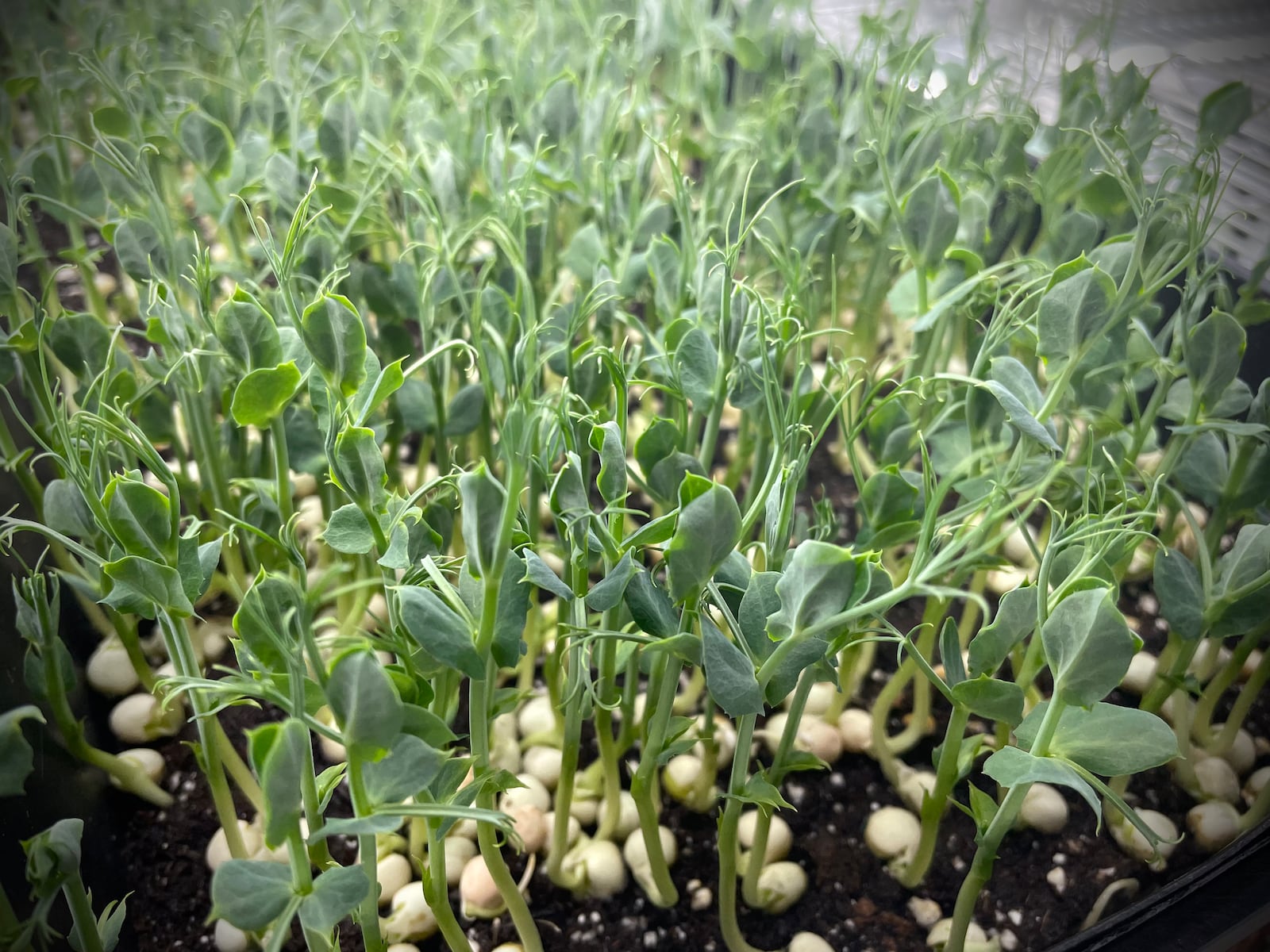 Dayton Microgreens, which started in founder Mark Tarziers' garage, has now expanded to a brick-and-mortar location on Wayne Avenue. NATALIE JONES/STAFF