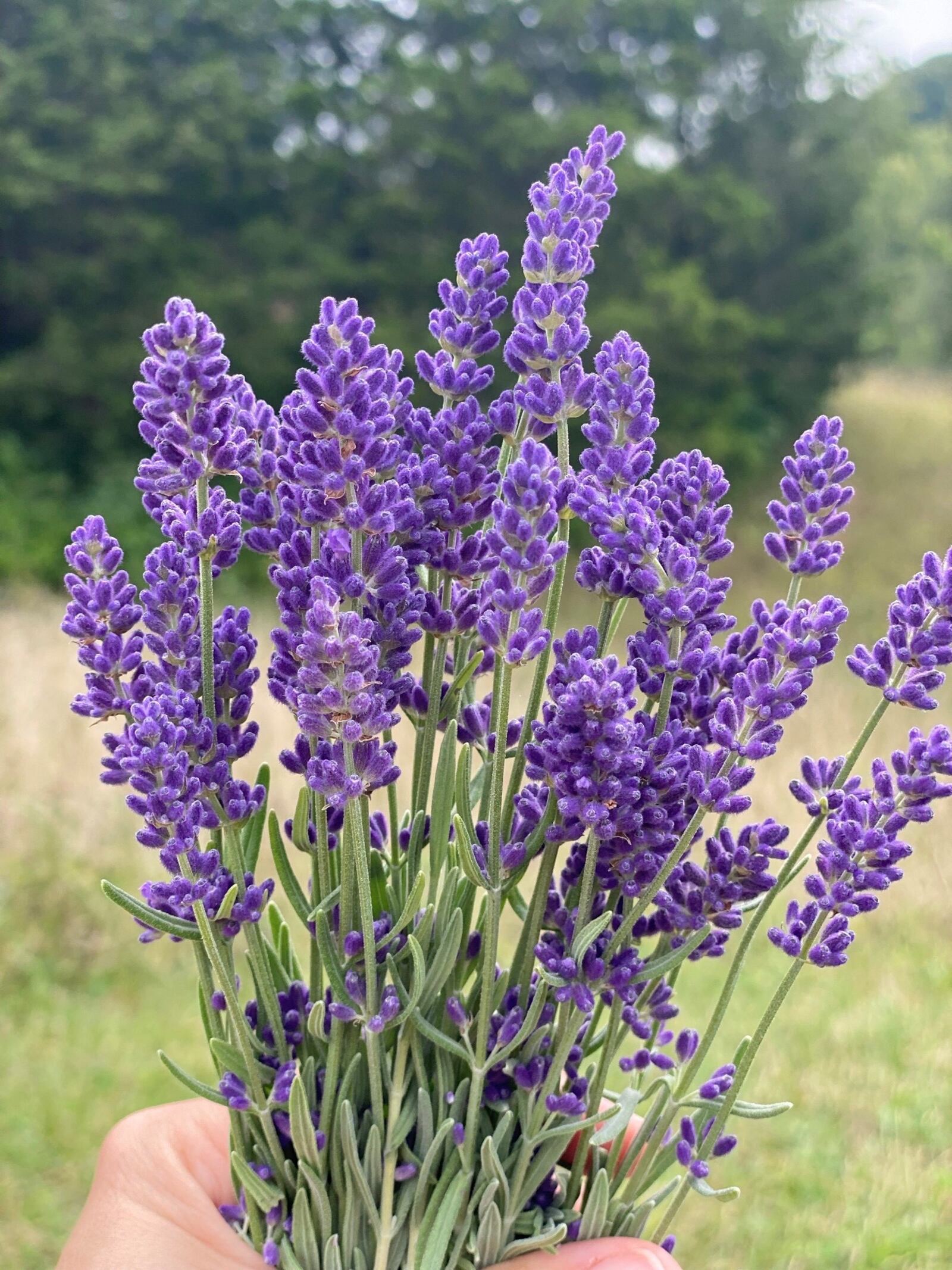 Cedar Ridge Trails, located at 5388 Medlar Road in Miamisburg, offers u-pick lavender and wildflowers, as well as art and wellness events through early October (CONTRIBUTED PHOTO).