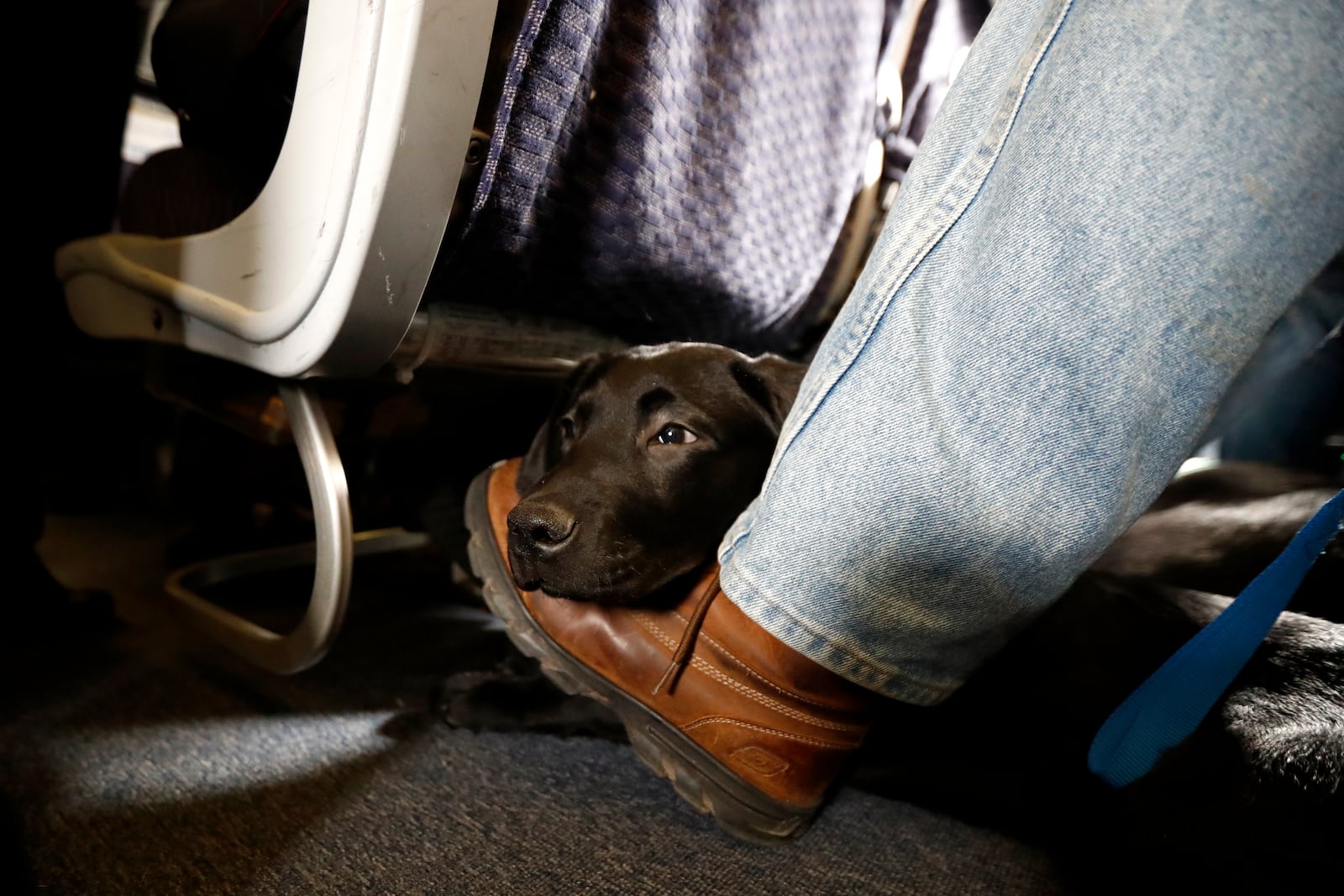 In this file photo, a service dog named Orlando rests on the foot of its trainer, John Reddan, of Warwick, N.Y., while sitting inside a United Airlines plane during a training exercise in Newark, N.J. (AP Photo/Julio Cortez, File)