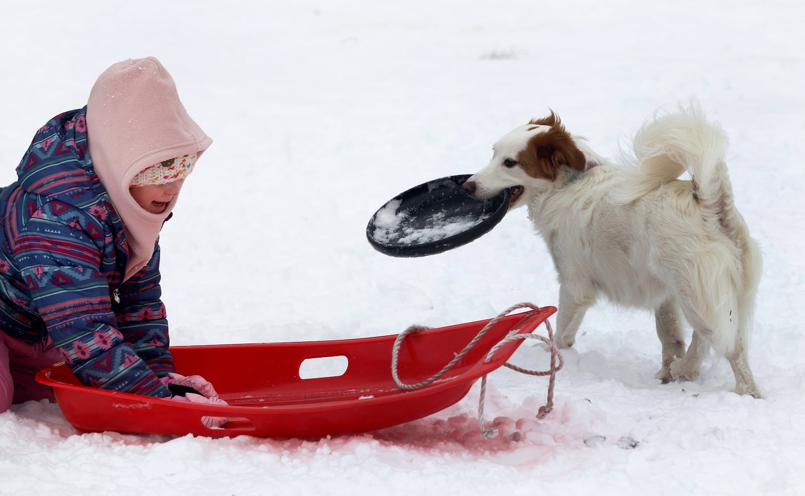 Rosalie Fisher and her dog, Bunny, play in the snow at Bomberger Park in Dayton’s St. Anne’s Hill neighborhood on Tuesday, Jan. 7. MARSHALL GORBY\STAFF