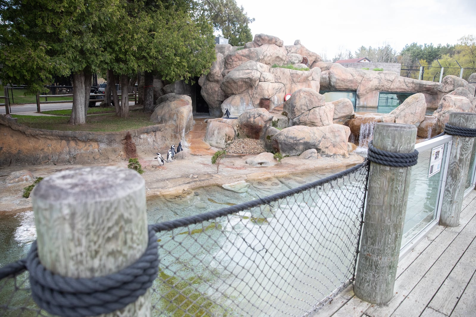 Penguins cavort near the entrance to the NEW Zoo in Green Bay, Wisconsin. (Brian Sirimaturos/St. Louis Post-Dispatch/TNS)